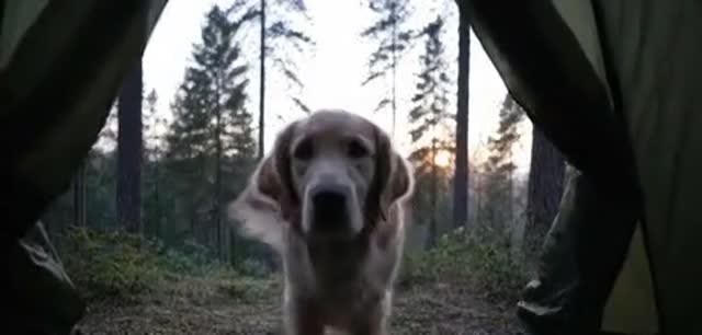 Vidéo Ce Chien N'aime Pas Les Campeurs