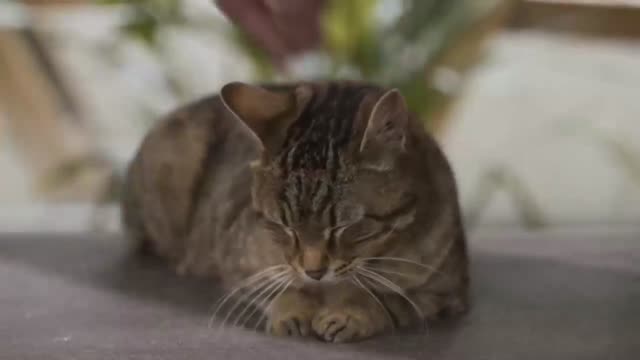 Vidéo Querelle Entre Un Chien Et Un Chat Pour Savoir Qui Est L'animal Préféré
