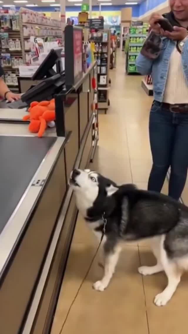 Ce Chien Ne Supporte Pas De Devoir Attendre Pour Récupérer Sa Peluche