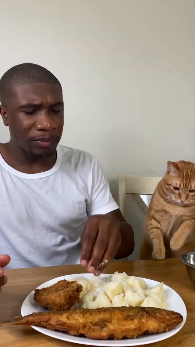 Ne Pas Partager Son Repas Avec Son Chat Ne Pas Partager Son Repas Avec Son Chat