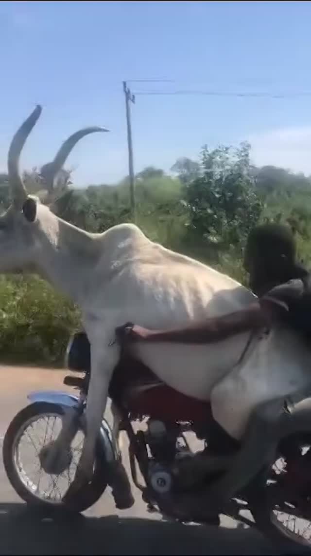 Vidéo Bob De Butagaz - Bob L'ours Bleu Et Terre Des Ours
