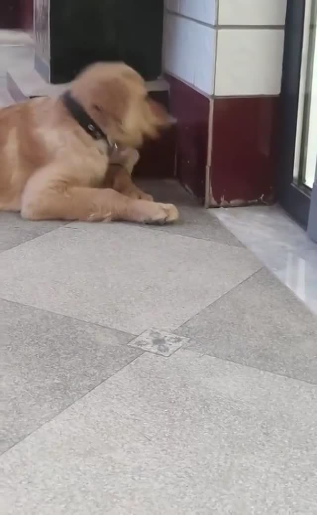 Un Chien Joue Avec Un Poussin Un Chien Joue Avec Un Poussin